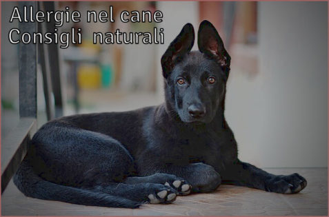 Allergie cani rimedi naturali