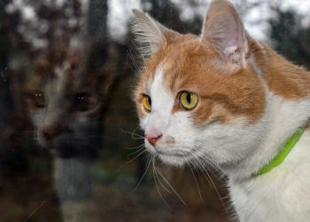 Stomatite gatto Estrazione dei denti Cosa sapere Le FORL ...