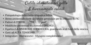 Cistite idiopatica gatto