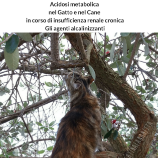 Acidosi metabolica nel Gatto