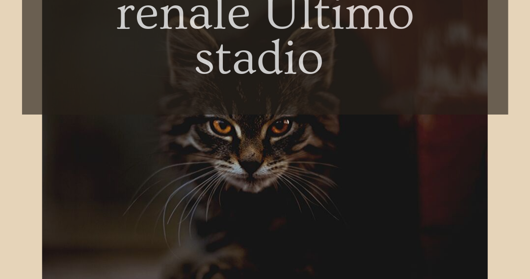 dieta per insufficienza renale stadio 3