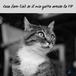 FIP gatto Aspettativa di vita 