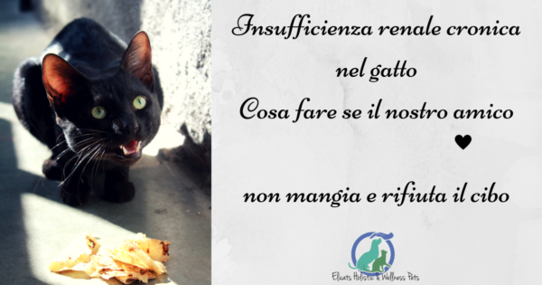 Immagine attuale: Insufficienza renale cronica gatto non mangia