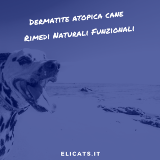 Dermatite Atopica cane Cure Naturali