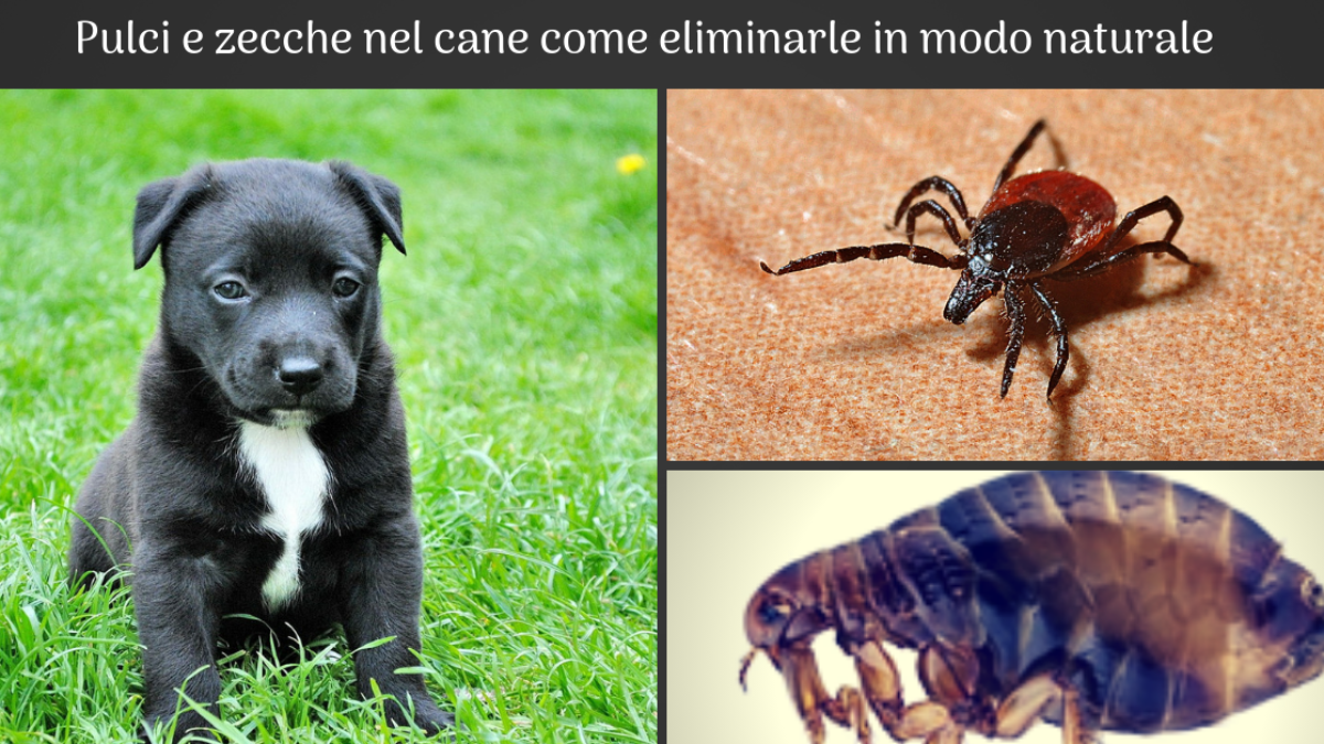 Pulci E Zecche Cani Rimedi Naturali Come Eliminarle In Modo Definitivo Elicats It