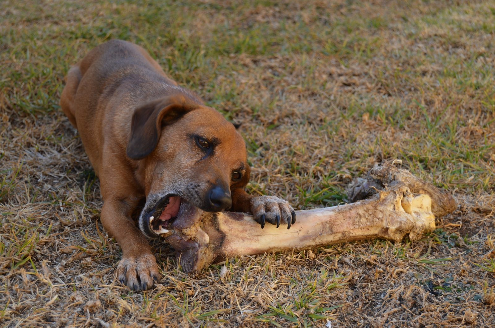 Qual è la quota di ossa RMB Raw Meaty Bones