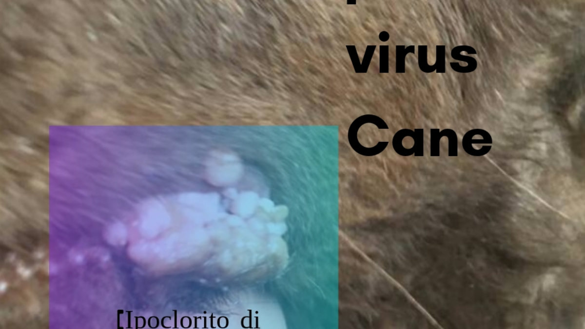 papilloma virus cure e rimedi