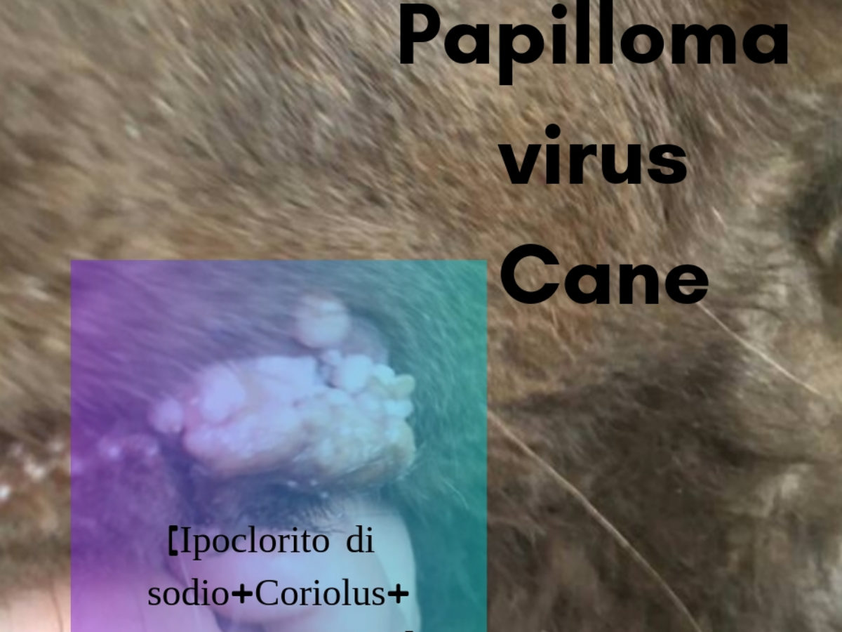 papilloma vírus cani