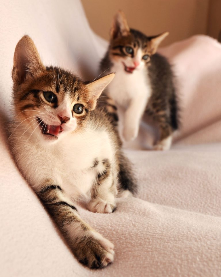 katze mit niereninsuffizienz frisst nicht mehr Elicats.it