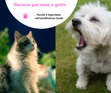 Diurecor gatto cane