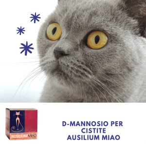 D-mannosio gatto cistite