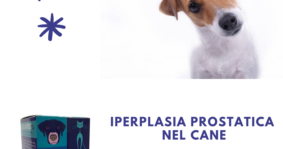 valori normali prostata cane