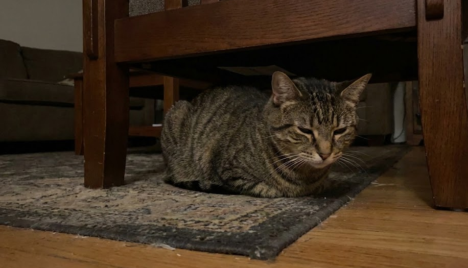 Gatto accucciato in posizione di dolore (sfinge contratta), sintomo di sofferenza oncologica