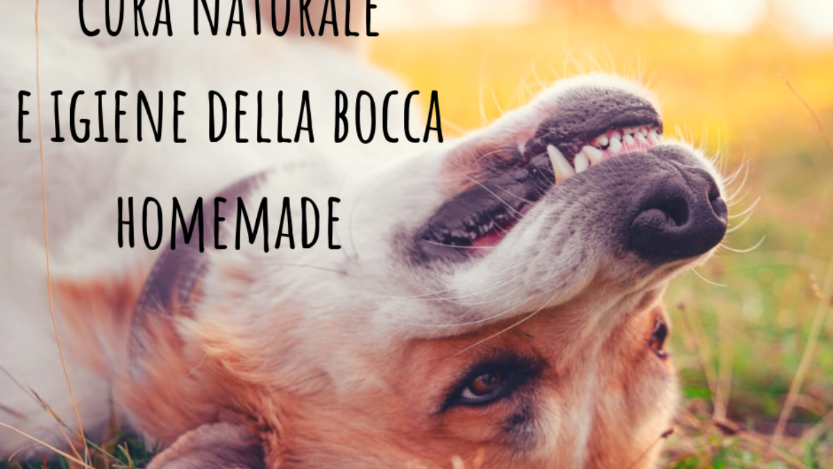 Autoproduzione Benessere Del Cane Realizziamo In Casa Un Dentifricio Elicats It