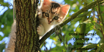 ostruzione uretrale nel gatto maschio