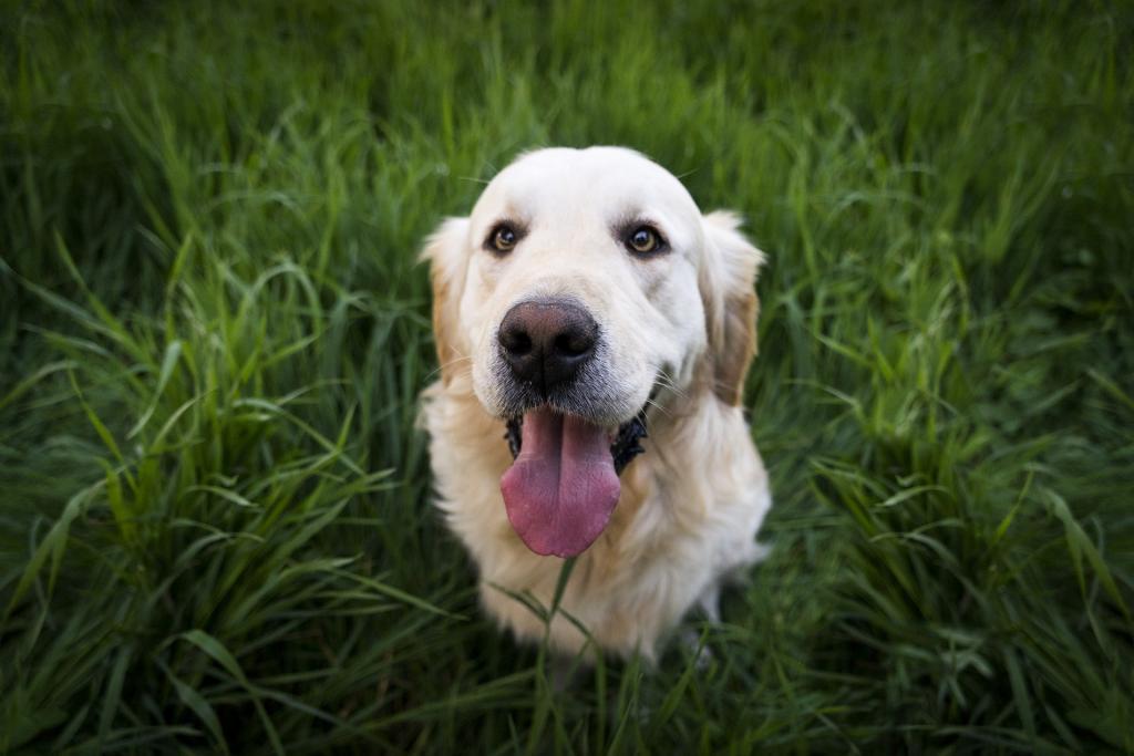 Calcoli vescica cane Rimedi Naturali