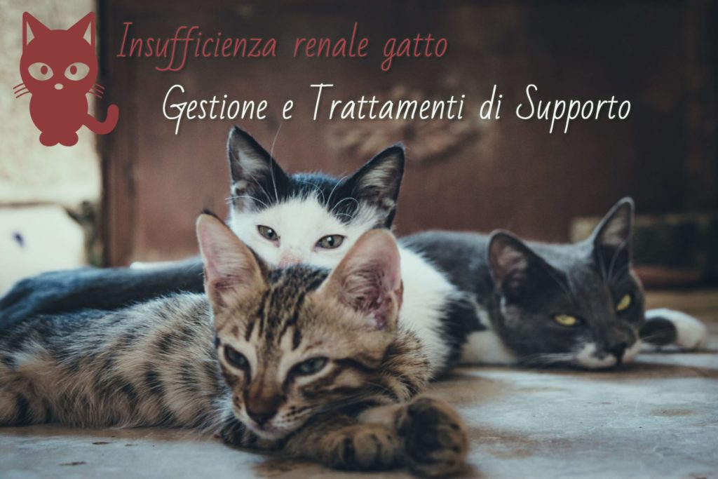 Insufficienza renale gatto