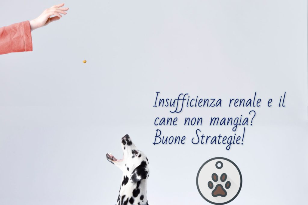 Insufficienza renale cane non mangia