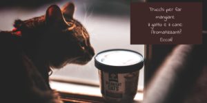 Trucchi per far mangiare il gatto