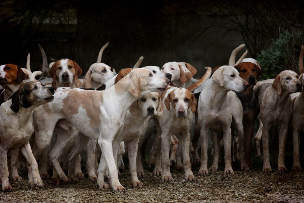 Cane con leishmania cura