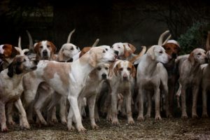 Zinco terapia contro Leishmania