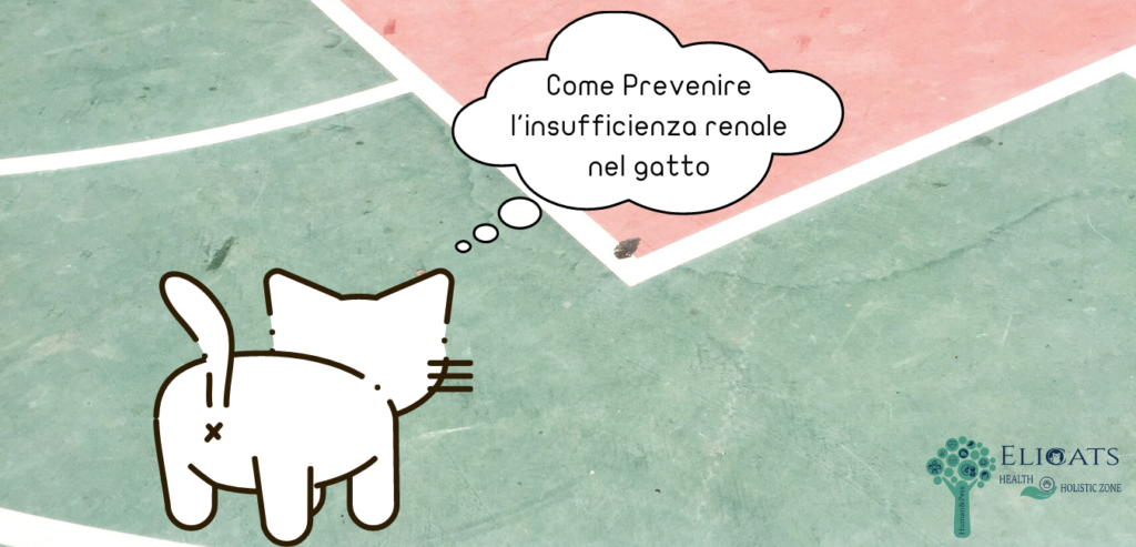 Come Prevenire l'insufficienza renale nel gatto