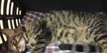 Anemia gatto insufficienza renale