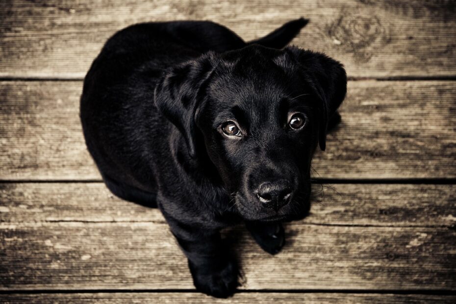 Come Eliminare i calcoli renali nel cane