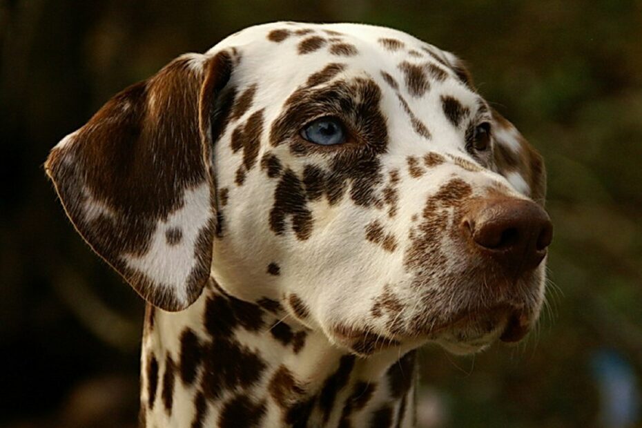 calcoli nel cane cure naturali