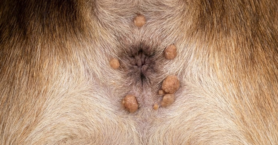 Adenoma perianale cane: primo piano di piccole escrescenze benigne intorno all'ano di un cane maschio non castrato