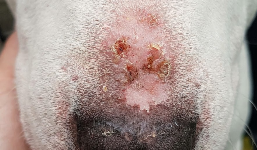 Carcinoma a cellule squamose cane: lesione crostosa e arrossata sul naso di un cane bianco causata dal sole