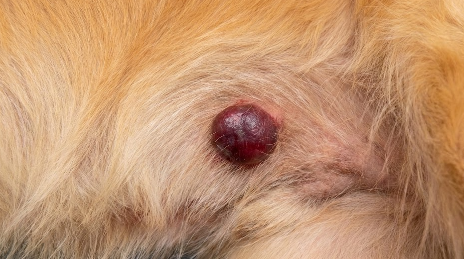 Emangiosarcoma cutaneo cane: nodulo violaceo simile a un ematoma sulla pelle di un Golden Retriever
