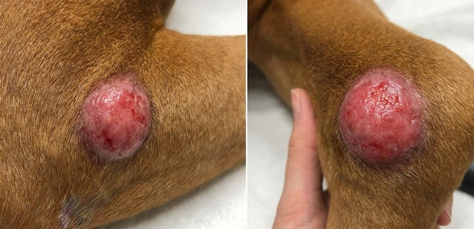 Mastocitoma cutaneo cane: primo piano di nodulo rosso, rialzato e ulcerato sulla zampa di un cane