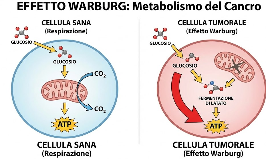 effetto warburg gatto con tumore dieta