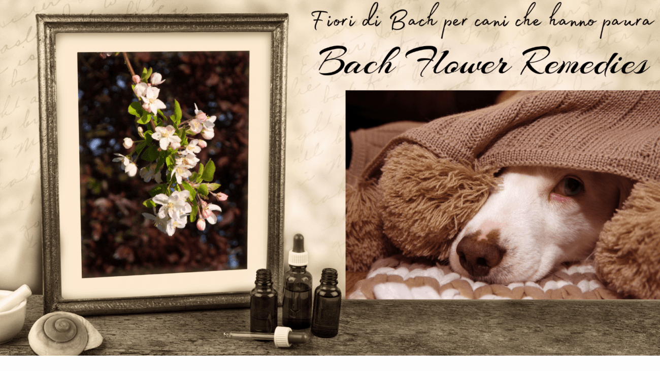 Fiori di Bach per cani che hanno paura sono sempre più spesso utilizzati in veterinaria per aiutare gli animali con problemi comportamentali e stati di disagio e stress emotivo.