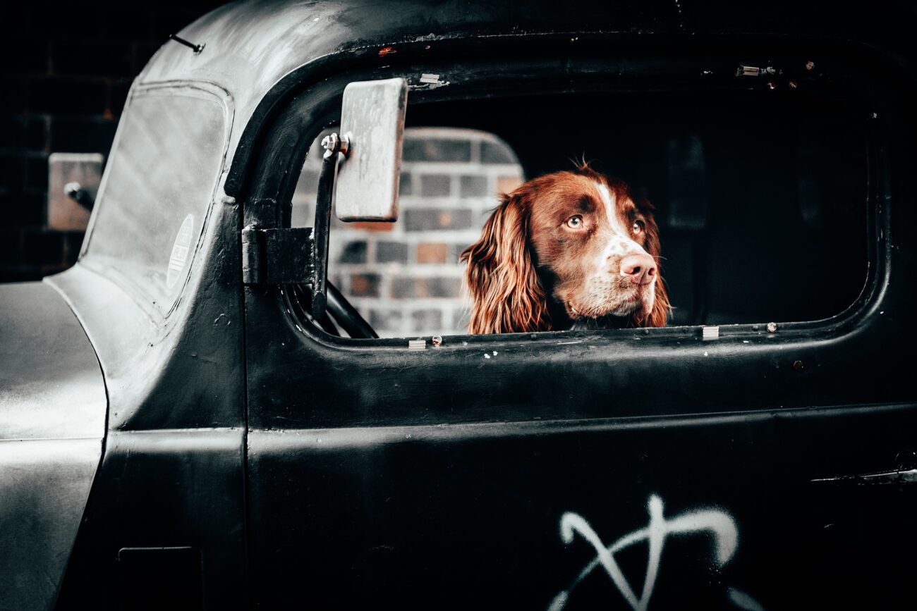 stitichezza nel cane rimedi naturali