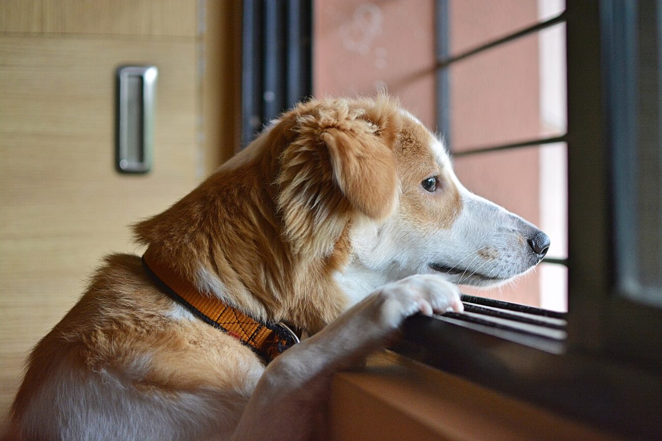 Diarrea nel cane emorragica