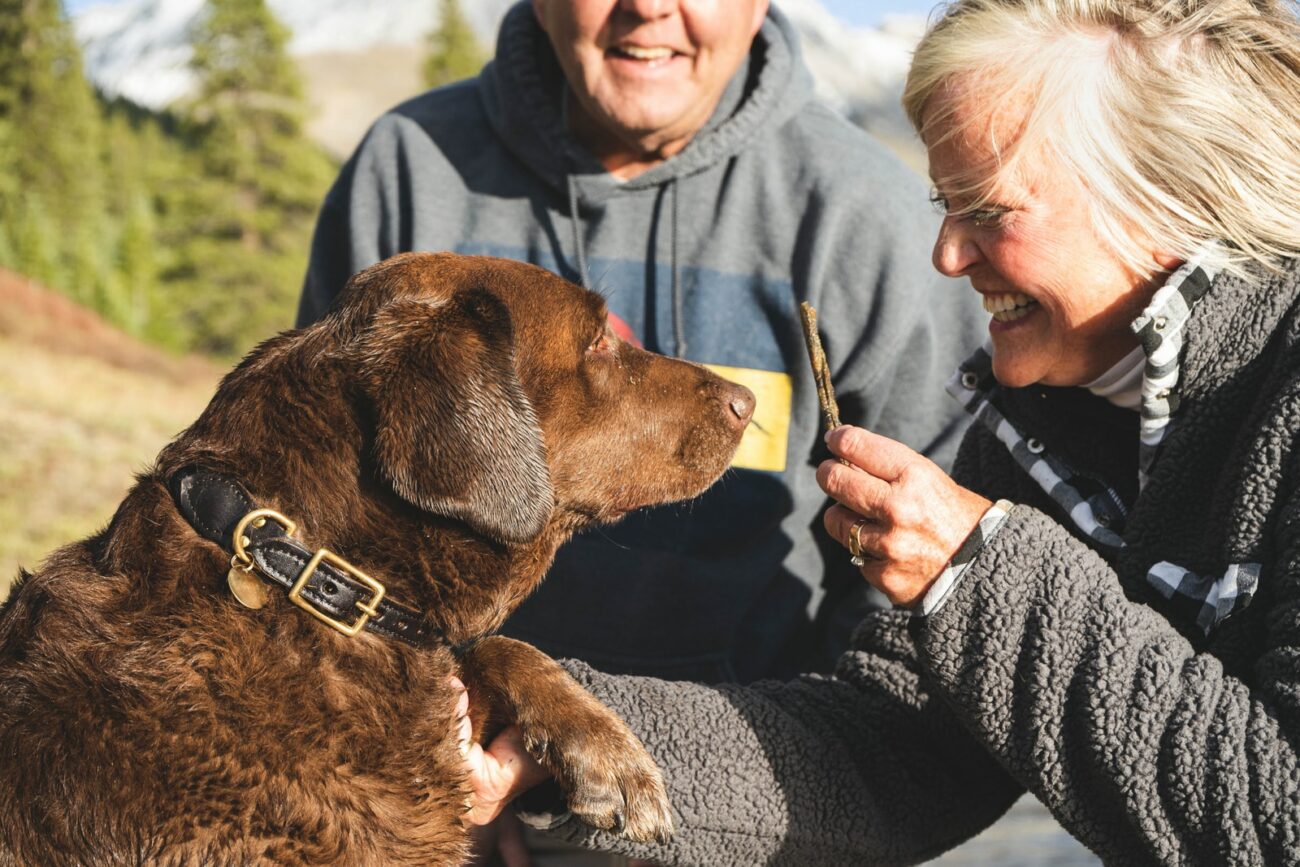 stomatite nel cane terapia