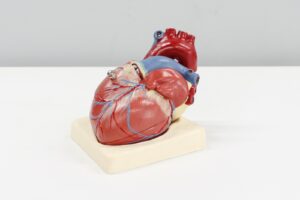 Ipertiroidismo felino e cardiomiopatia