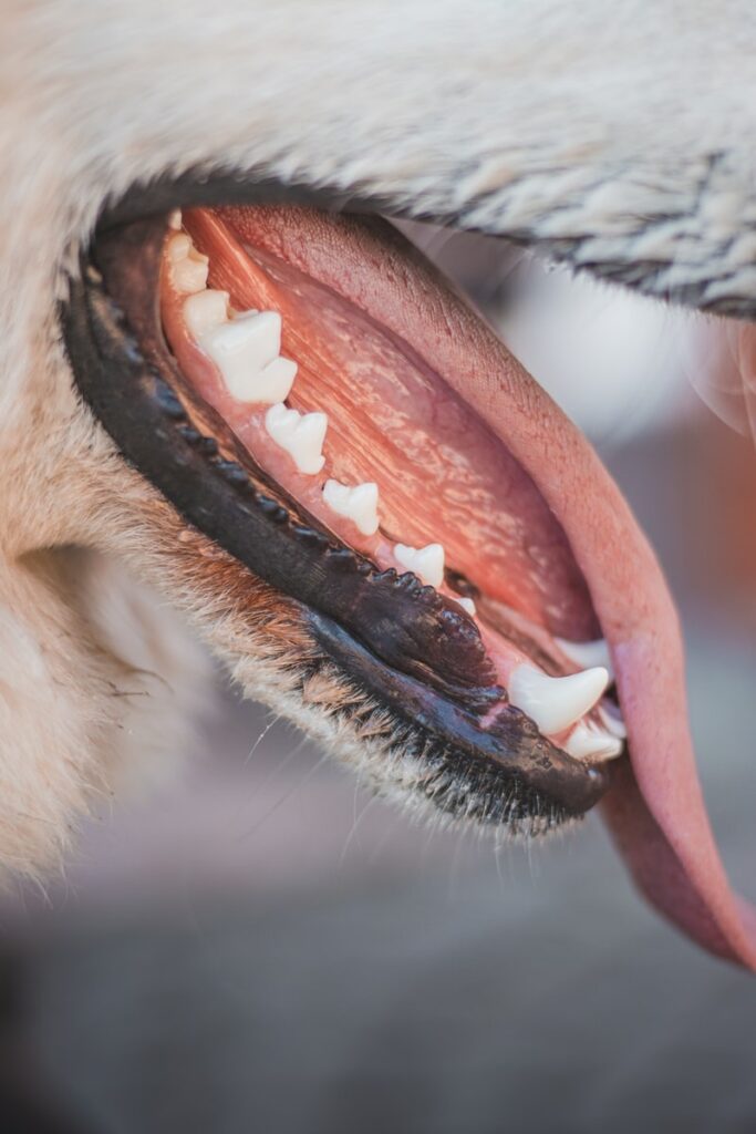 stomatite nel cane terapia