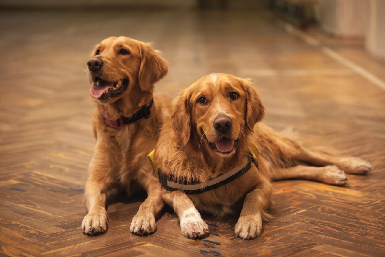 Enteropatia proteino-disperdente cane cura