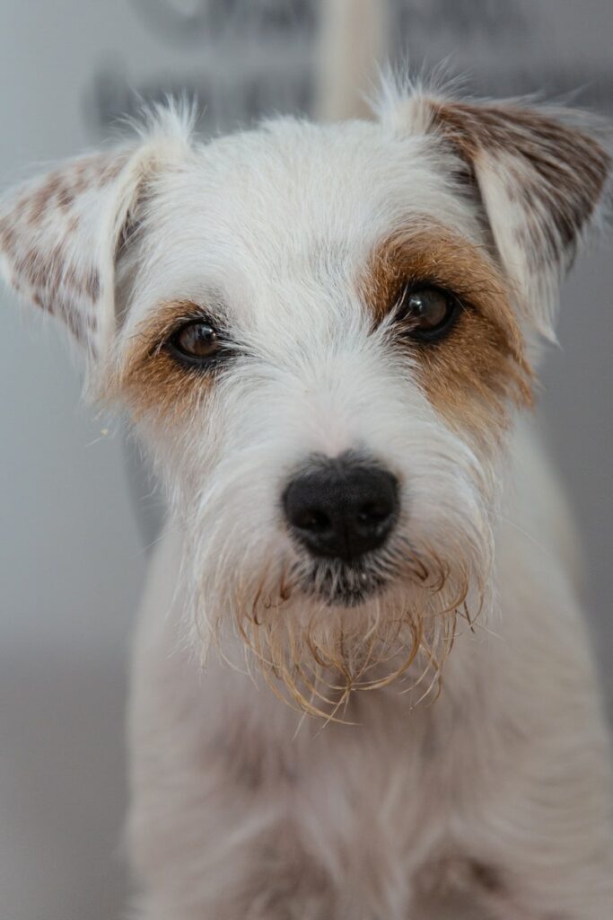 Enteropatia proteino-disperdente cane cura