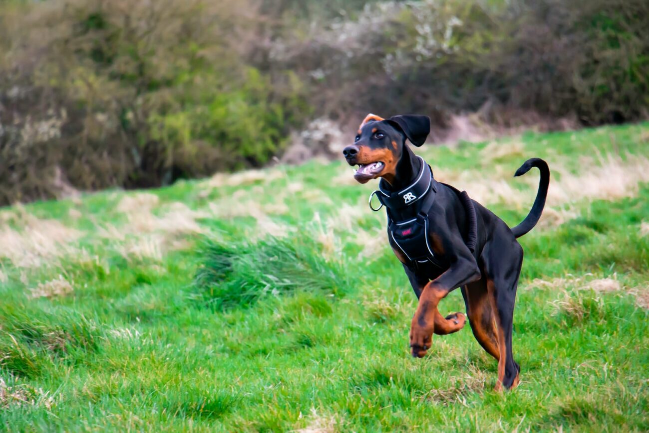 Torba naturale per cane gatto