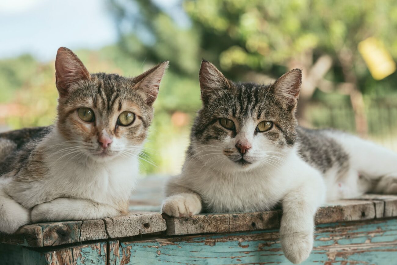 Eosinofili alti nel gatto