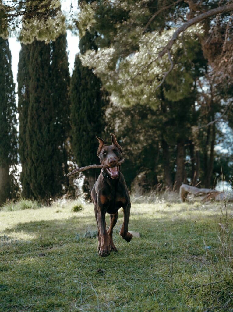 Ormoni omeopatizzati per cane gatto