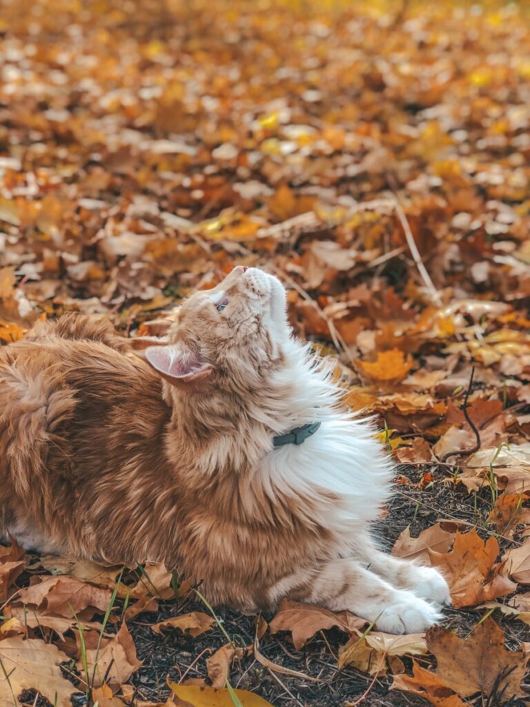 Gatto non mangia