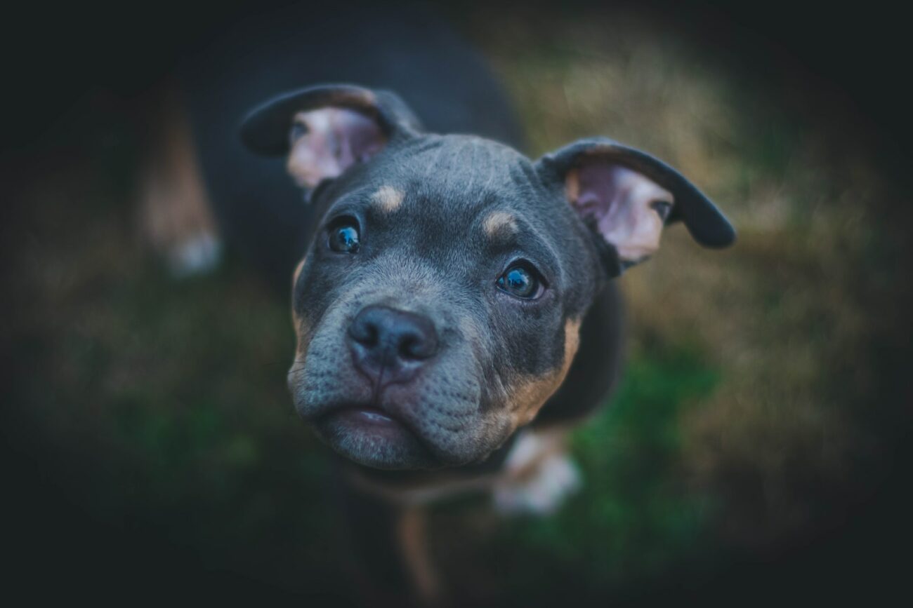 Epifora nel cane Rimedi naturali