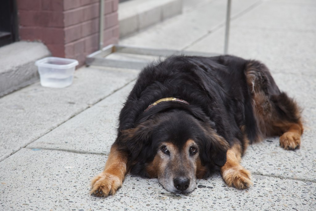 Feci nere nel cane