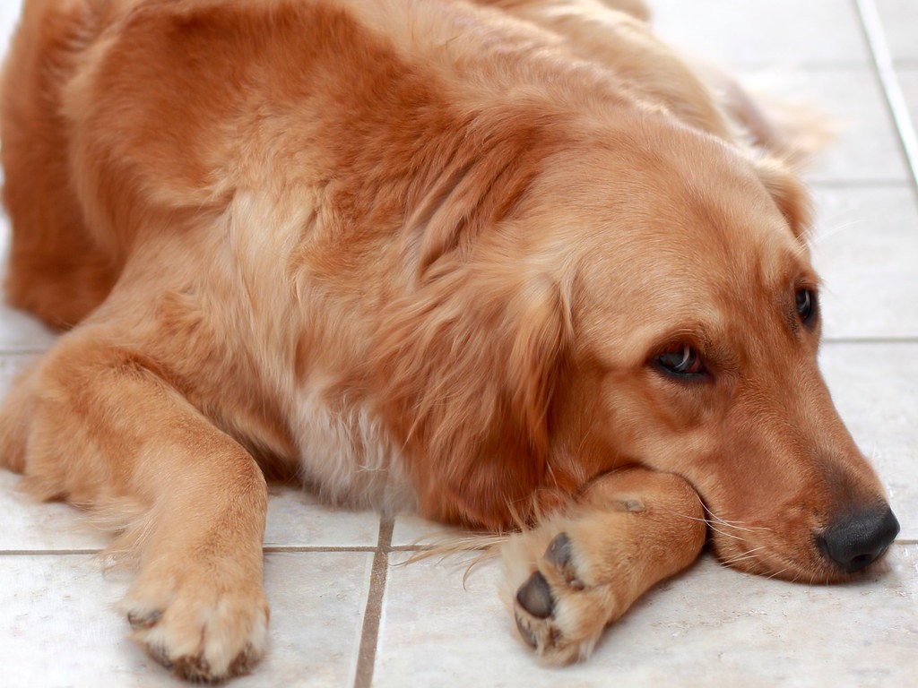 Gravidanza isterica nel cane Rimedi naturali