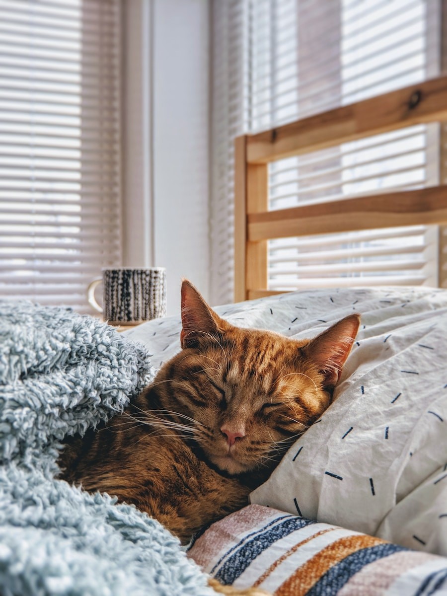 Gatto con bronchite Rimedi Naturali